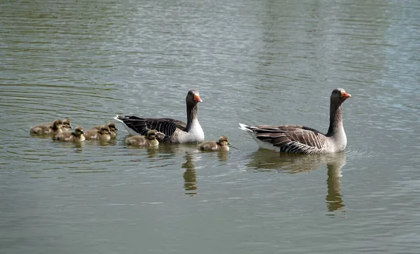 Los Gansos Greylag Sus Goslings Nadando Agua — Foto de Stock
