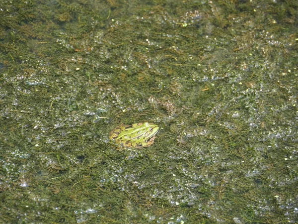 在肮脏的沼泽地里看到一只绿色的青蛙 — 图库照片