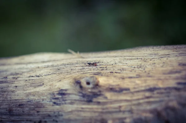 Ahşap Bir Yüzeyde Bir Karıncayı Yakından Çek — Stok fotoğraf