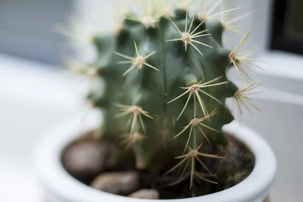 Primo Piano Piccolo Cactus Vaso — Foto Stock