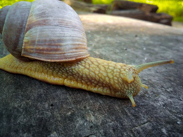 Detailní Záběr Šneka Plazícího Staré Dřevěné Desce — Stock fotografie