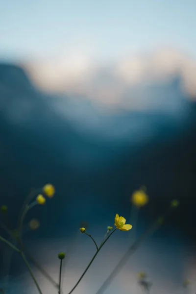 배경에서 꽃봉오리를 — 스톡 사진
