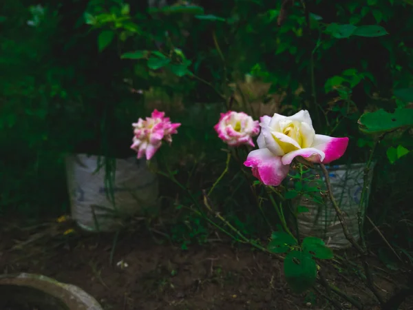 Μια Ωραία Φωτογραφία Φρέσκα Φωτεινά Λουλούδια — Φωτογραφία Αρχείου