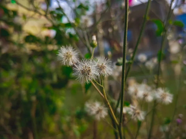 タンポポの花のクローズアップショット — ストック写真