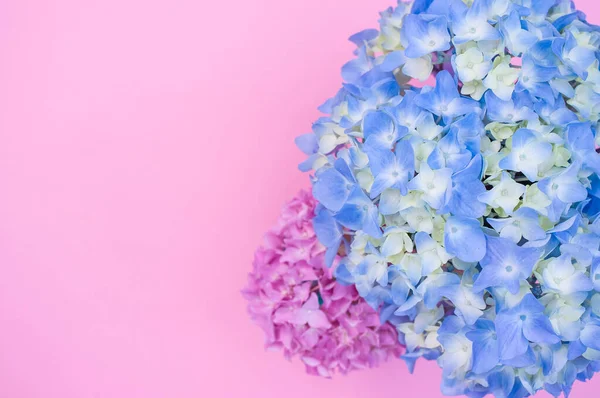 Prachtige Blauwe Roze Hortensia Bloemen Een Vaas Een Roze Oppervlak — Stockfoto