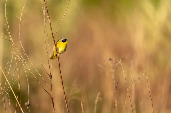 小枝の上で鳥のクローズアップショット — ストック写真