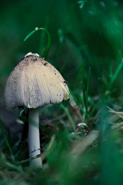 Eine Vertikale Aufnahme Eines Wachsenden Pilzes Coprinellus Truncorum — Stockfoto