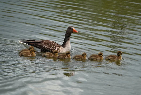 Ganso Greylag Sus Goslings Nadando Agua — Foto de Stock