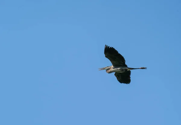 Låg Vinkel Skott Flygande Fågel Med Blå Himmel Bakgrunden — Stockfoto