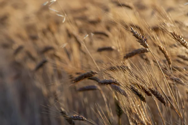 Detailní Záběr Zlatého Pšeničného Pole — Stock fotografie