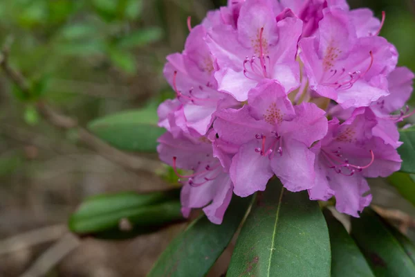 Närbild Stilla Rhododendron — Stockfoto