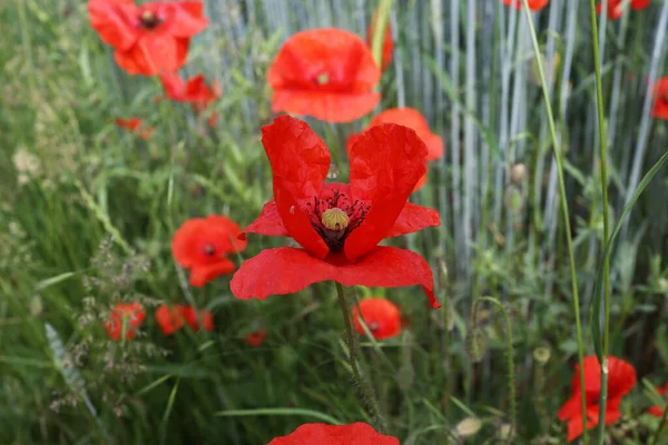 Gros Plan Fleurs Pavot Rouge Poussant Dans Champ Blé — Photo