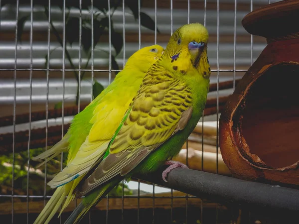 Primo Piano Budgerigars Una Gabbia — Foto Stock