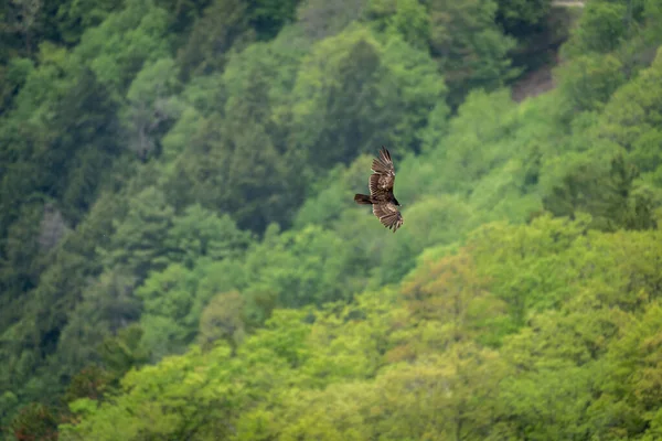 Beau Cliché Oiseau Volant Avec Des Arbres Verts Arrière Plan — Photo