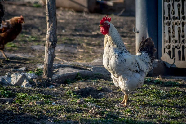농장의 위에서 닭들의 — 스톡 사진