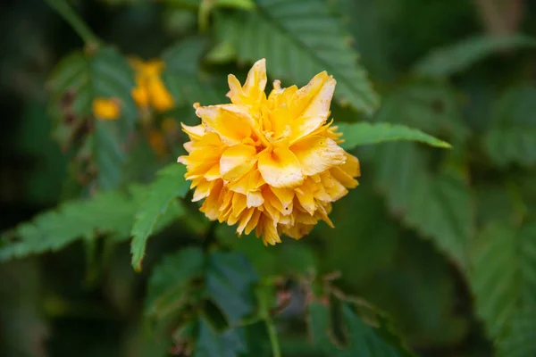 Primer Plano Una Kerria Amarilla Japonesa Cultivada Jardín —  Fotos de Stock