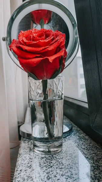 Close Uma Bela Rosa Vermelha Brilhante Com Gotas Água Vaso — Fotografia de Stock