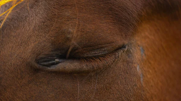 Nahaufnahme Des Geschlossenen Auges Eines Braunen Pferdes — Stockfoto