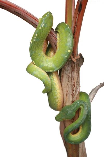 Plano Vertical Una Pitón Verde Sobre Una Planta Aislada Sobre — Foto de Stock