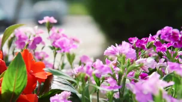 Primer Plano Florecimiento Flores Clavel Púrpura — Vídeo de stock