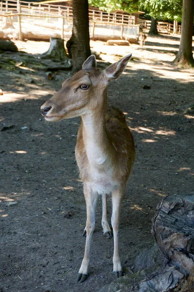 Portrait Cute Fallow Deer Zoo — Stock Photo, Image