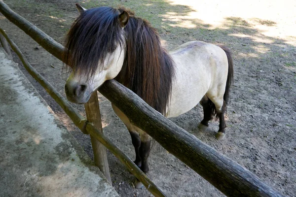 Eine Nahaufnahme Eines Lustigen Ponys Auf Der Koppel — Stockfoto