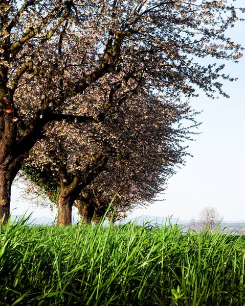 꽃피는 나무가 봄철의 아름다운 — 스톡 사진