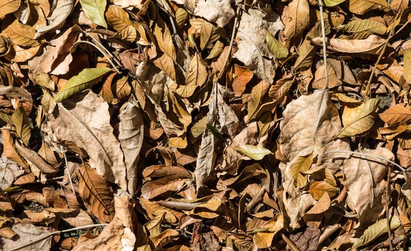 地面に乾いた葉の上からの眺め — ストック写真