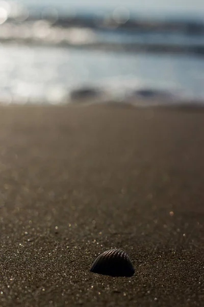 Silver Style Seashells Beach Sand — Stock Photo, Image