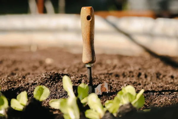 Pak Choy Seedlings Being Planted Vegetable Garden — Stock Photo, Image