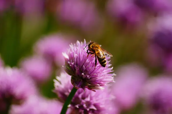 Медовая Пчела Цветущей Стружке Ботаническом Саду Франкфурте Крупный План Розовый — стоковое фото