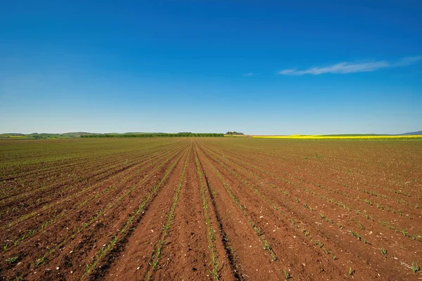 Llanura Tesalia Paisaje Rural Campo Sembrado Maíz Una Etapa Temprana — Foto de Stock