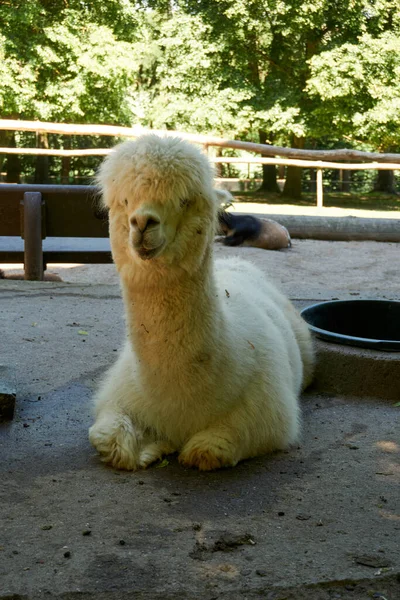 Alpaga Blanc Duveteux Solitaire Reposant Sur Sol Dans Zoo — Photo