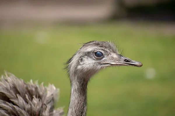 Closeup Shot Greater Rhea Bird Zoo — Stock Photo, Image