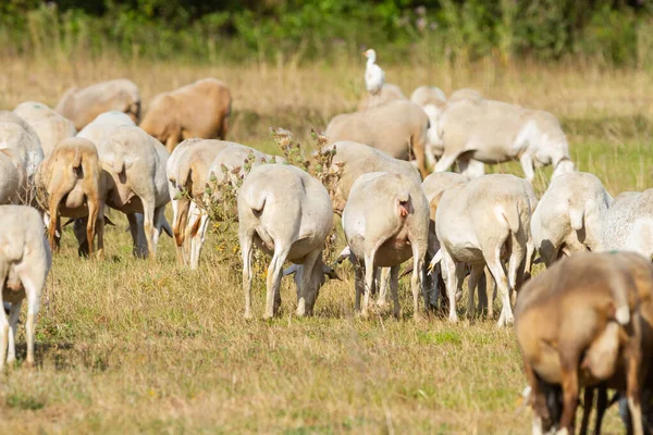 Una Manada Cabras Pastando Prado Día Soleado —  Fotos de Stock