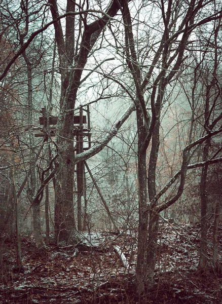 Tiro Vertical Árvores Nuas Com Pouco Neve Uma Floresta — Fotografia de Stock