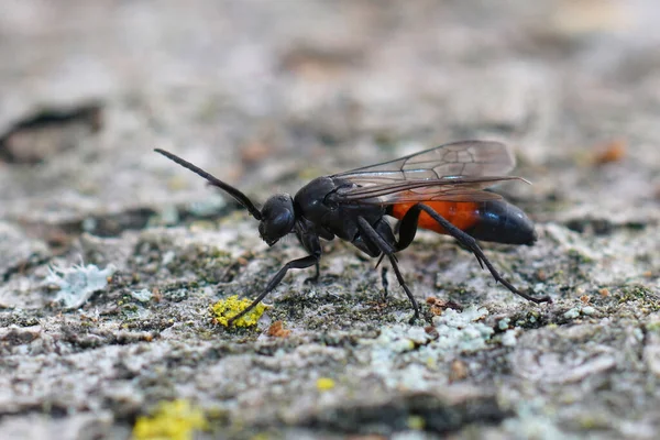 Detailní Záběr Pavouka Anoplius Infuscatus Usazeného Kusu Dřeva — Stock fotografie