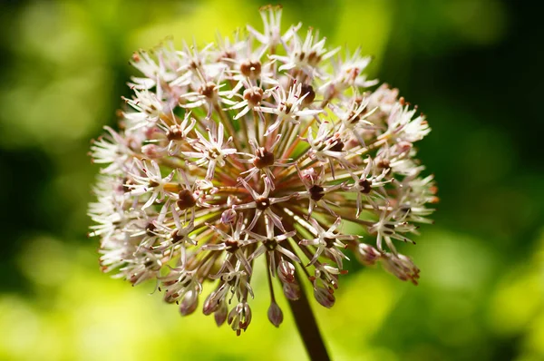 Infiorescenza Porro Originario Dell Asia Centrale Nel Giardino Botanico Francoforte — Foto Stock