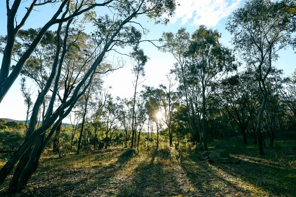 Μια Όμορφη Σκηνή Αργά Απόγευμα Στο Αυστραλιανό Θάμνο Μια Ηλιόλουστη — Φωτογραφία Αρχείου