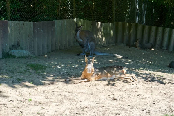Tir Kangourous Zoo — Photo
