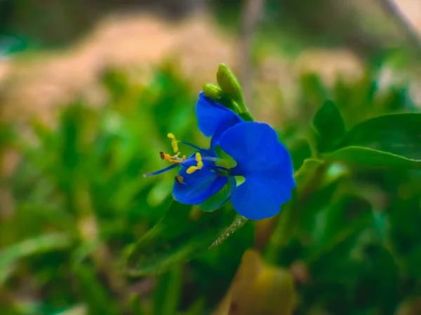 Closeup Shot Common Commeline Flower — Stock Photo, Image