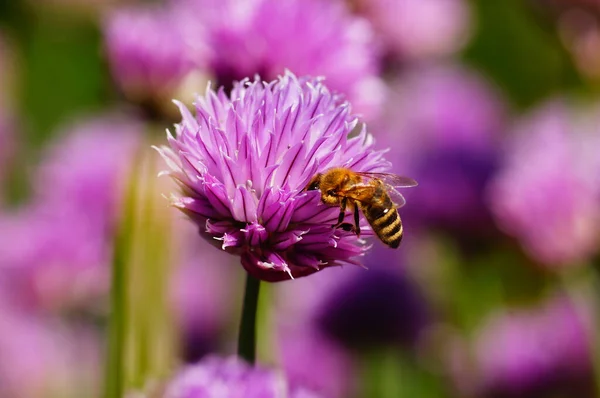 Медовая Пчела Цветущей Стружке Ботаническом Саду Франкфурте Крупный План Розовый — стоковое фото