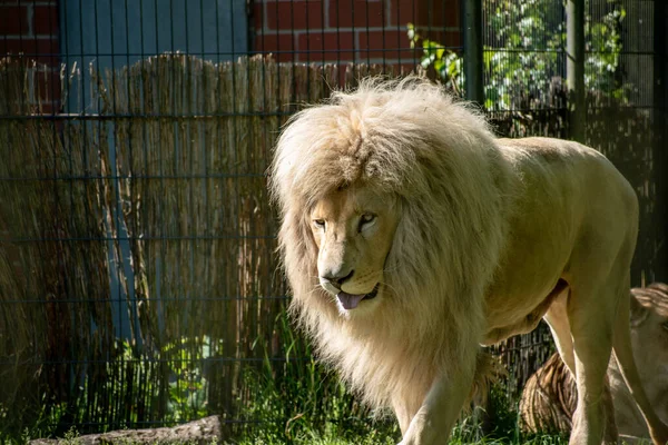Ein Großer Behaarter Löwe Käfig Eines Zoos — Stockfoto