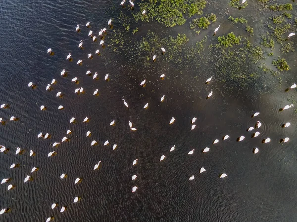 Uma Vista Aérea Superior Muitos Flamingos Cor Rosa Voando Sobre — Fotografia de Stock