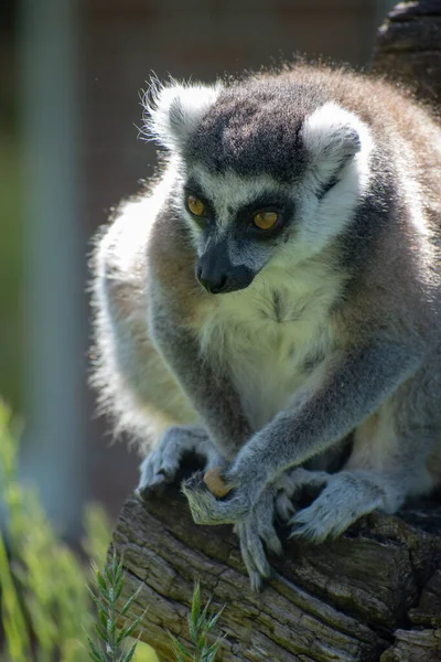 Närbild Ringsvansad Lemur Ett Träd — Stockfoto