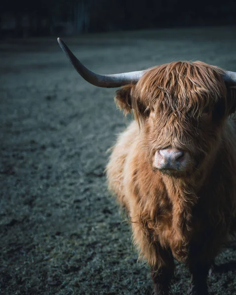 Eine Vertikale Aufnahme Eines Braunen Schottischen Hochlandrindes Auf Einem Feld — Stockfoto