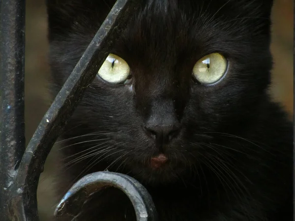 黑铁大门后面一只黑猫的特写镜头 — 图库照片