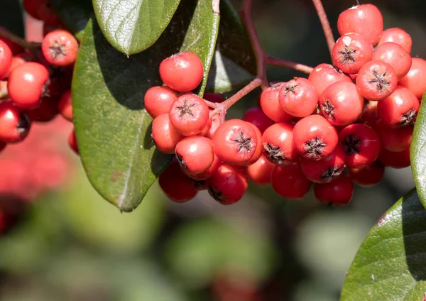 Eine Nahaufnahme Von Frischen Ebereschenbeeren — Stockfoto