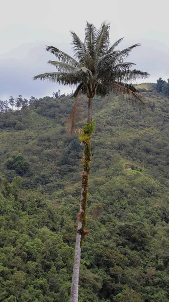 Eine Schöne Aufnahme Einer Palme — Stockfoto