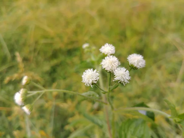 Eine Nahaufnahme Von Wachsenden Ageratum Conyzoides Pflanzen — Stockfoto